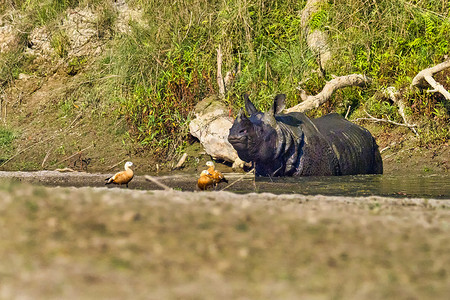 红船独角兽水彩摄影照片_更大的独角犀牛，皇家巴迪亚国家公园，尼泊尔