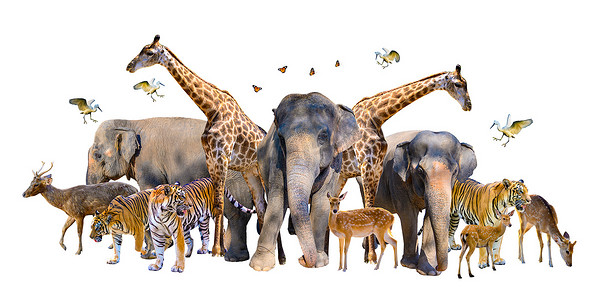 大象大全摄影照片_一群野生动物，如鹿、大象、长颈鹿和其他野生动物，在白色背景中聚集在一起。隔离