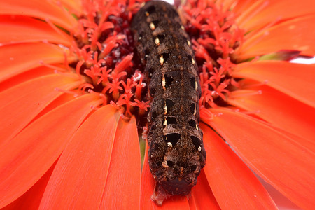 欧式蝴蝶花边摄影照片_蝴蝶黑色的毛毛虫在红色的花朵上。