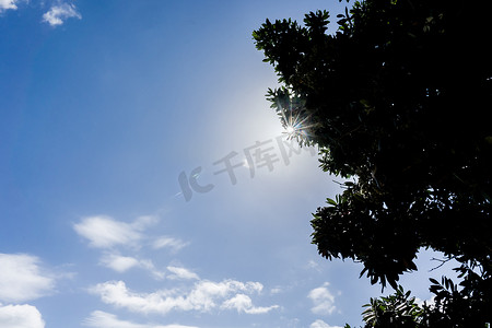 镜头光晕摄影照片_镜头光晕穿过蓝天的树木轮廓