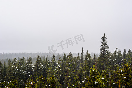 浓雾中有积雪的茂密森林。