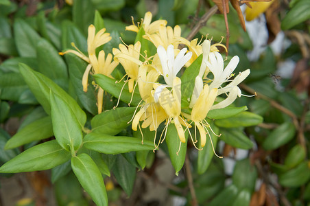 叶摄影照片_忍冬属japonica Thunb或日本金银花黄色和白色花