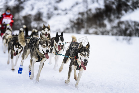 赛博科技背景摄影照片_参加速度赛的雪橇犬