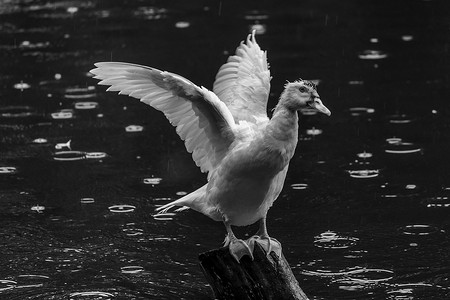 在木杆上展示它的翼展白鸭，绿水，黑白照片