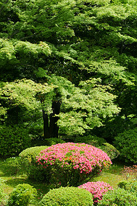 日本公园的垂直粉色花、绿色植物和树木