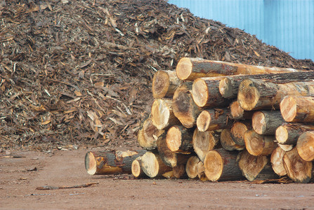 锯木摄影照片_背景中带有木屑的锯木厂原木