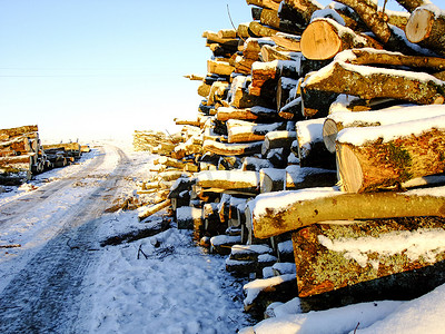 冬天路上的一堆木头