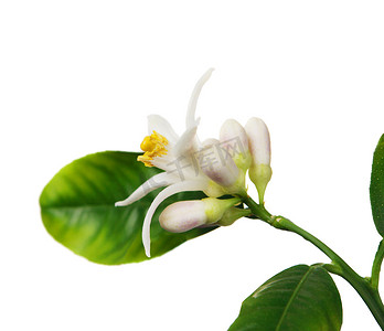 绽放的柠檬花摄影照片_白色背景上的柠檬花（柑橘柠檬）