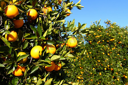 橘子州摄影照片_佛罗里达橘子