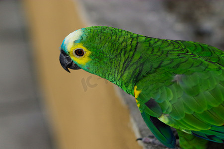 坐佛摄影照片_绿鹦鹉、黄雪佛龙长尾小鹦鹉、坐在石墙上的 Brotogeris chiriri，马来西亚吉隆坡飞禽公园