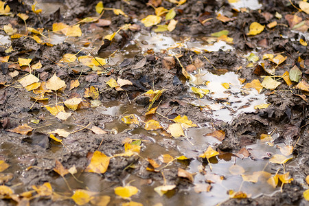 小路上摄影照片_秋天泥泞小路上的水坑里落叶