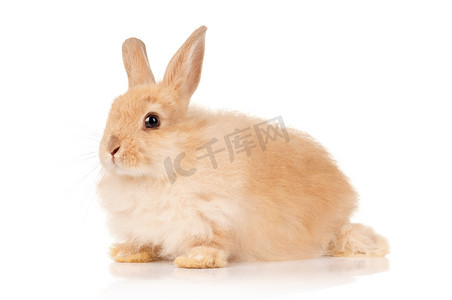 兔子耳朵摄影照片_可爱的兔子