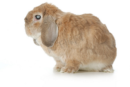 棕色的兔兔耳朵摄影照片_高级兔