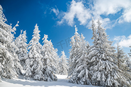雄伟的白色云杉树在阳光和深蓝的天空下发光。