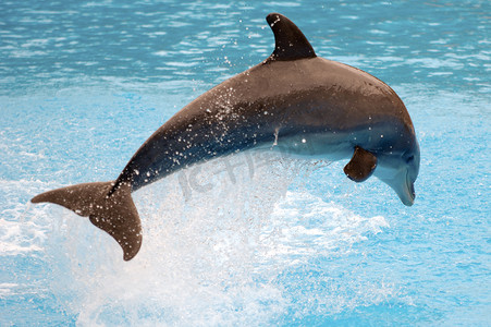 鳍状物摄影照片_跳跃的海豚