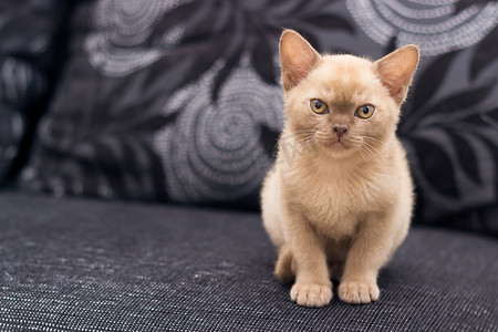 灰色沙发上的米色小猫