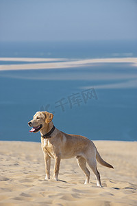 专注的幼犬在沙滩上奔跑