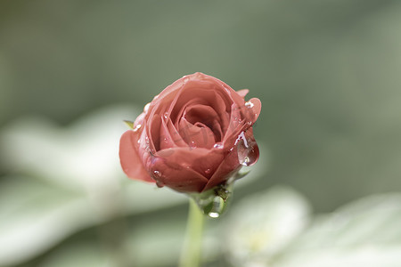 玫瑰花露珠摄影照片_玫瑰花盛开，花瓣上有露珠特写