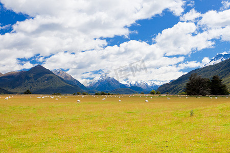 绵羊、山峰和 Mt Aspiring NP，南阿尔卑斯山 NZ