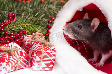 鼠年2020摄影照片_圣诞灰白鼠 — 2020年新年的象征，坐在圣诞老人的红帽子里