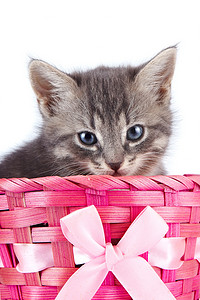 蝴蝶结摄影照片_在一个带蝴蝶结的粉红色篮子里的灰色小猫。