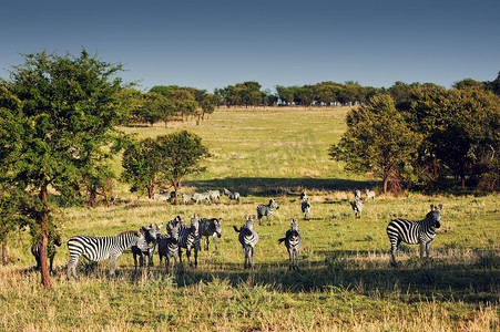 长方条纹摄影照片_非洲大草原上的斑马群。