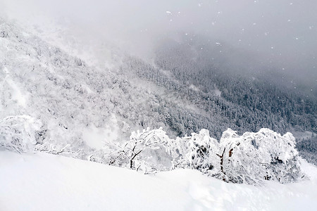 日本八岳山的天然雪山、小径和树木