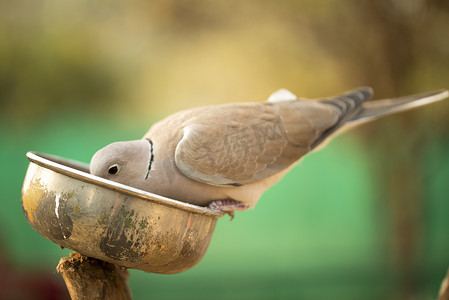 坐在碗上吃坚果的鸽子在动物园里