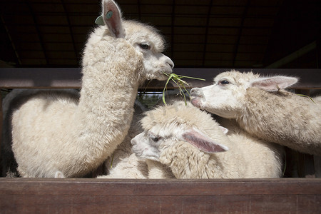 骆驼羊驼在口农村牧场吃 ruzi 草