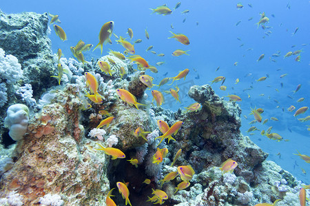 外来动物摄影照片_有鱼群的珊瑚礁 scalefin anthias，水下