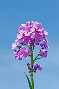 装饰紫色的花朵