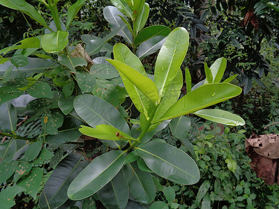 绿色小 Calophyllum inophyllum（tamanu、海滩旅游、婆罗洲桃花心木、球树、桅杆木、海滩 calophyllum、红 poon、美人叶、亚历山大月桂树或僧伽罗语）与自然背景。