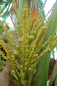 椰叶椰子摄影照片_椰子花粉。