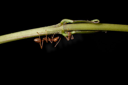 树枝上的大蚂蚁