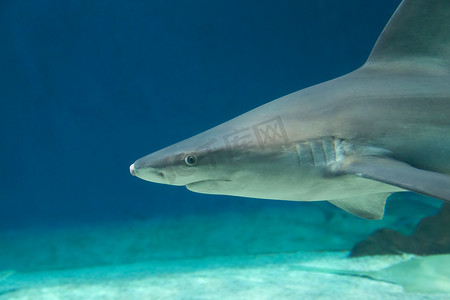 sea大海摄影照片_危险的鲨鱼 Underwater 古巴 Caribbean Sea