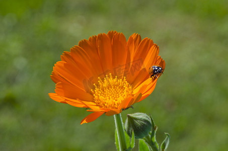 吉祥符号摄影照片_新鲜金盏草万寿菊花上的幸运符号瓢虫瓢虫