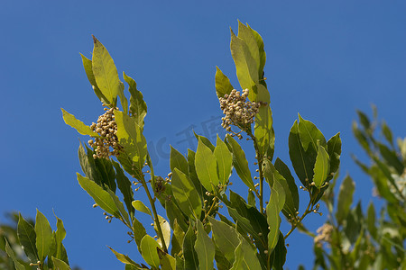 蓝色枝叶摄影照片_蓝色背景中一棵海湾树的枝叶