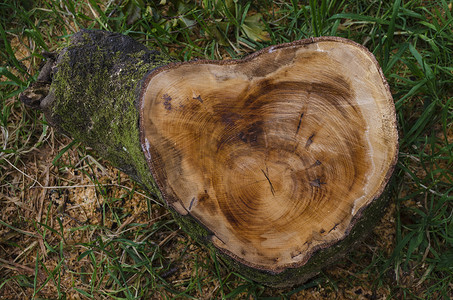 最近砍下的树干上有年轮和锯痕