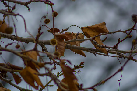 在阴郁的秋天，树枝上有几片枯叶。