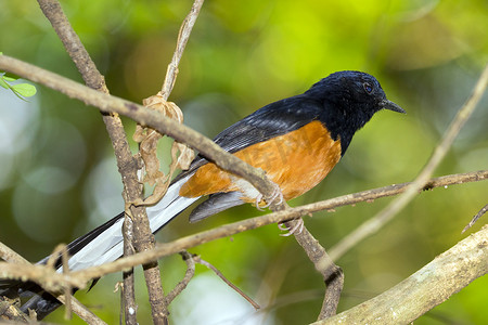 bird(male) 在自然背景下的树枝上的图像。