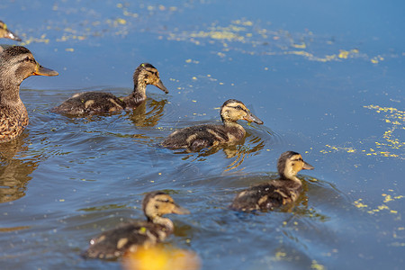 白天，小鸭子在鸭子的监督下在池塘里游泳