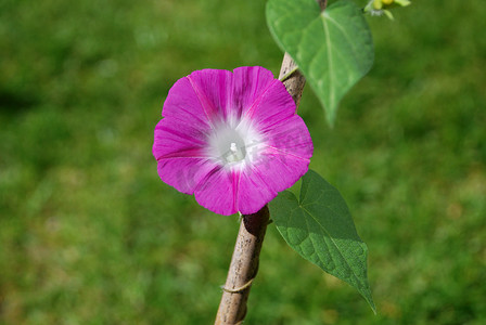 单深粉红色牵牛花花（Ipomoea purpurea）