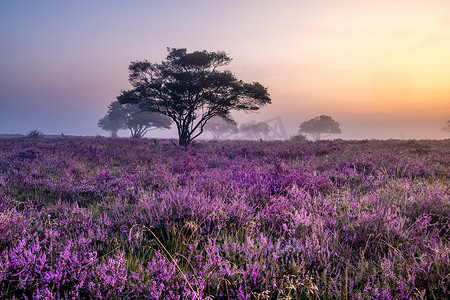 荷兰 Hilversum Veluwe Zuiderheide 附近盛开的石南花田，早晨盛开的粉紫色石南花田，日出时有薄雾