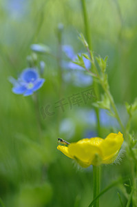 与昆虫的黄色花和在绿草的蓝色花
