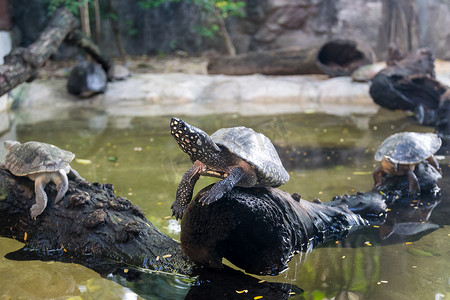 斑点池龟