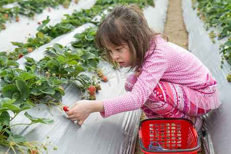 年轻漂亮的女孩在草莓农场采摘水果