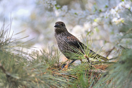 田野春天摄影照片_Fieldfare (Turdus pilaris) 树早午餐