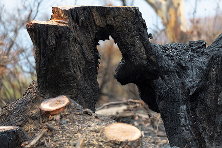 澳大利亚丛林大火后烧毁的空心树被砍伐