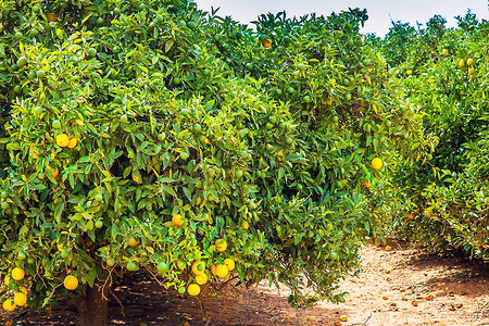 澳大利亚纳兰德拉的橘子种植园