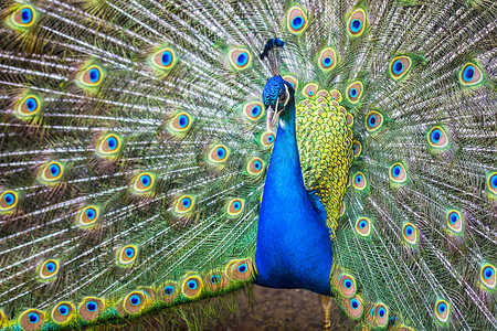 鼠年送福摄影照片_蓝色印度孔雀 - Pavo cristatus（林奈，1758 年）